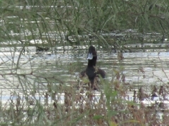 Netta erythrophthalma