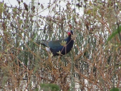 Porphyrio martinica