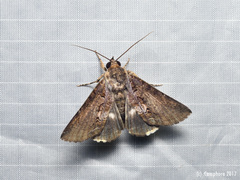 Ercheia