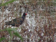 Porphyrio martinica