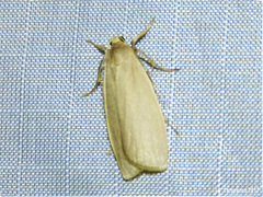 Danielithosia immaculata