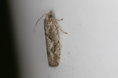 Epinotia celtisana