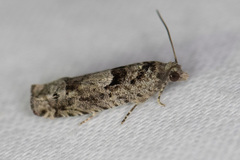 Pseudexentera spoliana