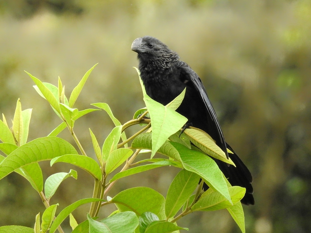 Smooth-billed Ani photo