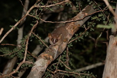 Microcebus murinus
