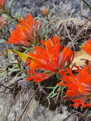 Castilleja salaisolaveae