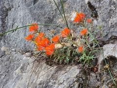 Castilleja salaisolaveae