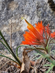Castilleja salaisolaveae