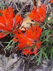 Castilleja salaisolaveae