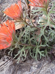 Castilleja salaisolaveae