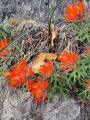 Castilleja salaisolaveae