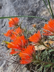 Castilleja salaisolaveae