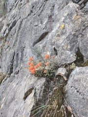 Castilleja salaisolaveae