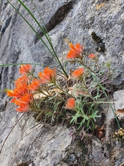 Castilleja salaisolaveae