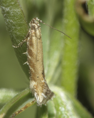 Aristotelia brizella