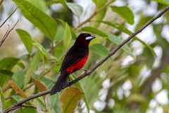 Ramphocelus melanogaster