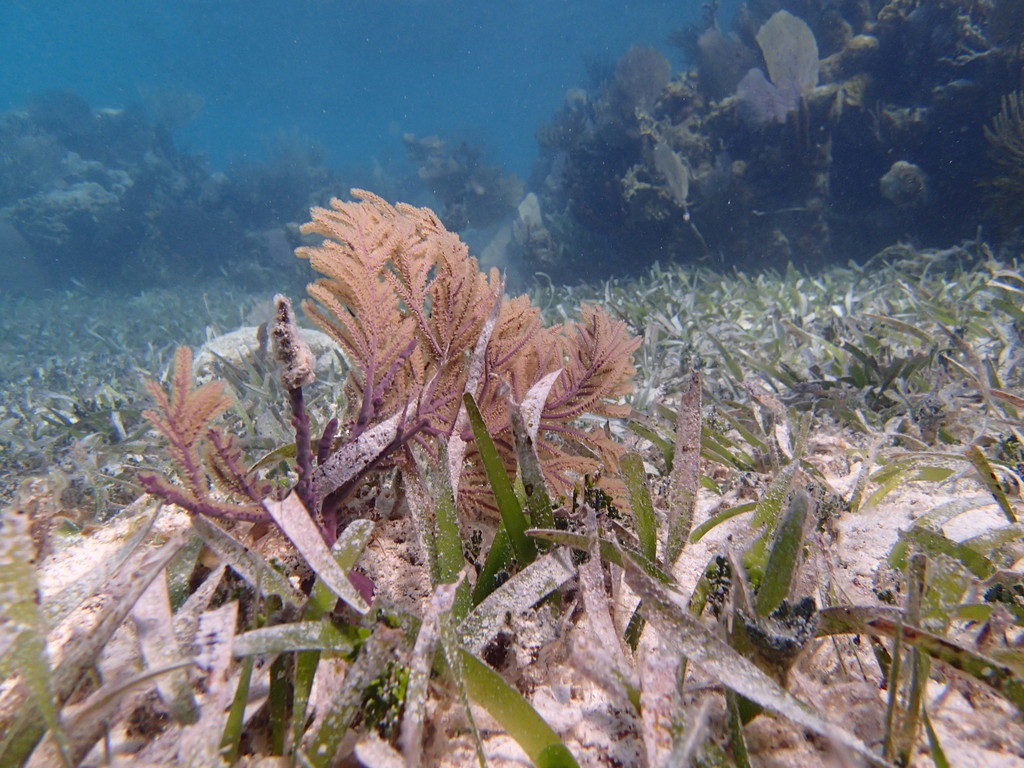 Photo of Slimy sea plume (Antillogorgia americana)
