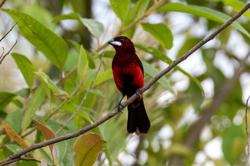 Huallaga Tanager