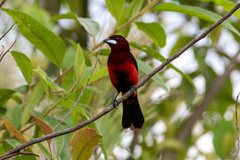 Ramphocelus melanogaster