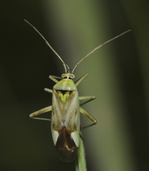 Reuterista instabilis