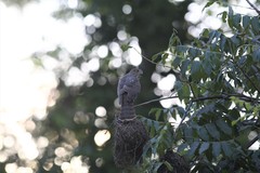 Accipiter francesiae