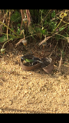 Podarcis carbonelli carbonelli