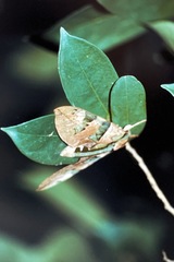 Eumorpha capronnieri image