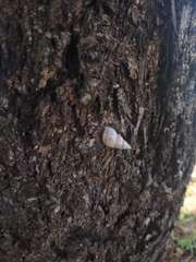 Drymaeus interpunctus