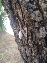 Drymaeus interpunctus