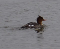 Mergus serrator