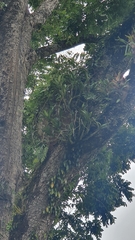 Dendrobium speciosum hillii