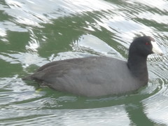 Fulica americana