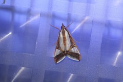 Agrioglypta eurytusalis