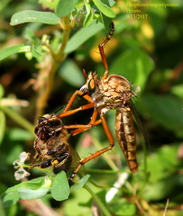 Diogmites angustipennis