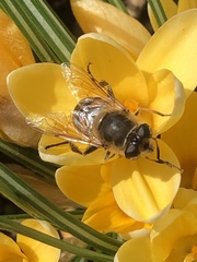 Eristalis tenax