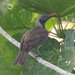 Brown Oriole - Photo (c) Dr David Doolittle, some rights reserved (CC BY-NC), uploaded by Dr David Doolittle