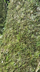 Bulbophyllum exiguum