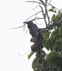 Corvus fuscicapillus