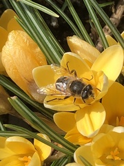 Eristalis tenax