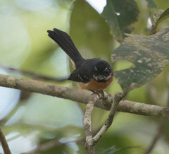 Rhipidura hyperythra