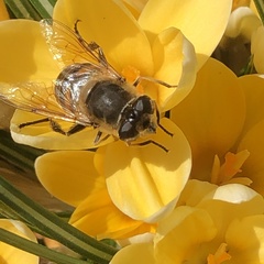 Eristalis tenax