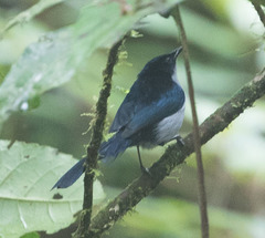 Fan-Tailed Berrypecker photo 3