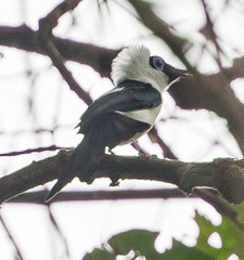 Arses telescopthalmus