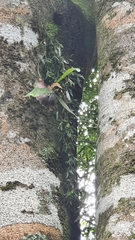 Dendrobium pugioniforme