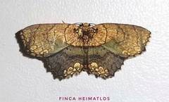 Semaeopus peplumaria