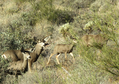 Odocoileus hemionus eremicus