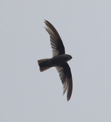 Aerodramus hirundinaceus