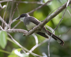 Rhipidura rufiventris