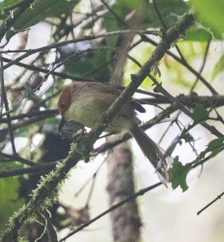 Clytomyias insignis, 2017-08-10