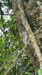 Dendrobium teretifolium aureum